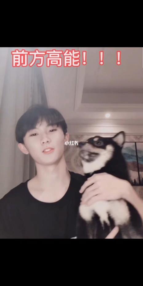 马嘉祺的柴犬是什么品种