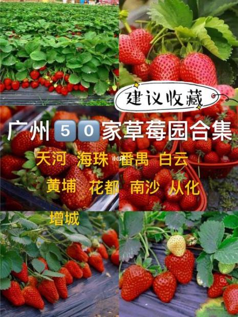 广州天河区哪里有草莓摘