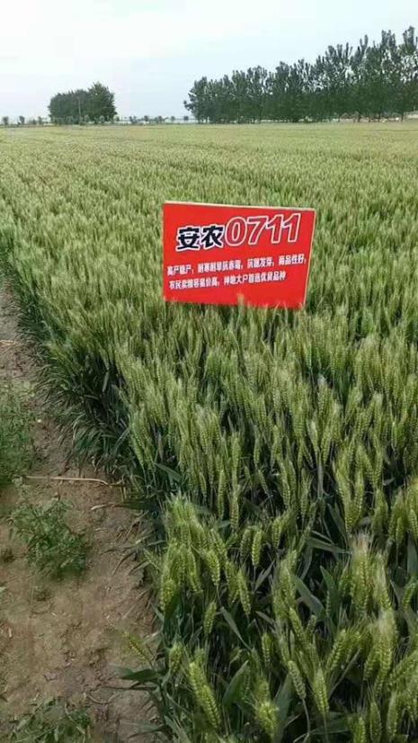 北农207小麦种品种介绍