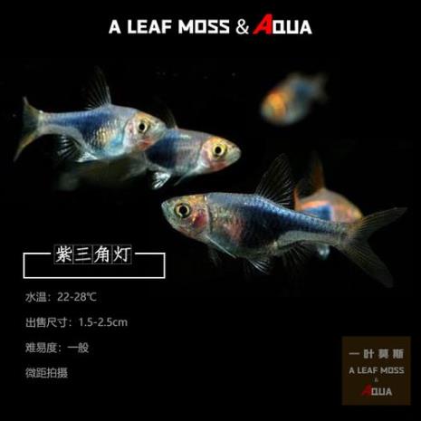 三角灯鱼寿命