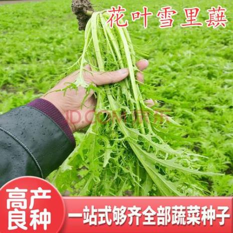 九头鸟菜做法大全
