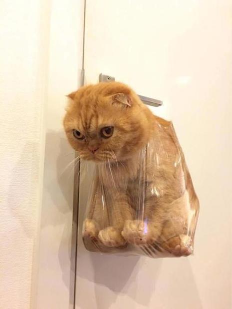 猫咪晚上老是挖门会把门抓坏吗