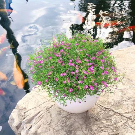 满天星要怎么种植盆栽