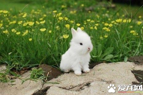 小兔子一般吃多少饱
