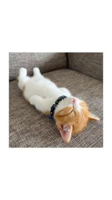 小懒猫卸载不掉怎么办