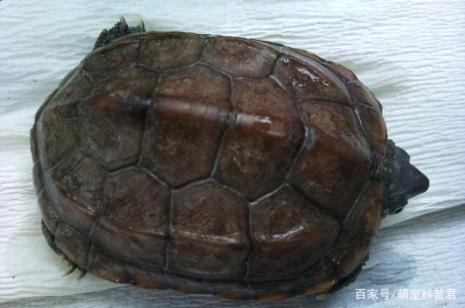 乌龟和鲫鱼能一起养吗