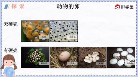 卵和蛋的区别在什么