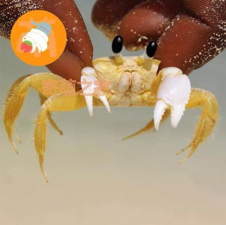 沙蟹好养吗