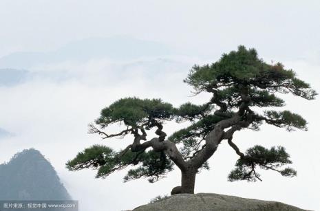 赤松和雪松哪个名贵