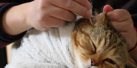 猫夏天几个月驱一次虫
