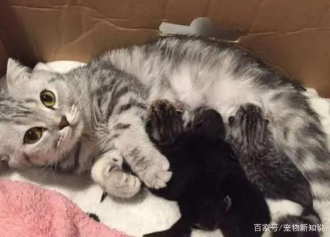 猫咪为什么发出呼噜声