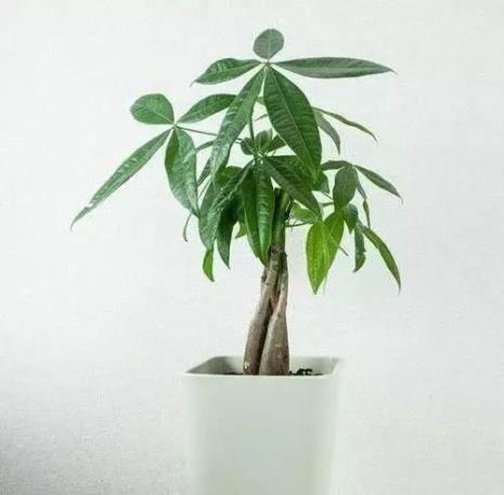 怎样在芦荟叶里取芦荟胶