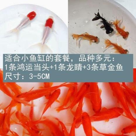 10厘米草金鱼怎么量