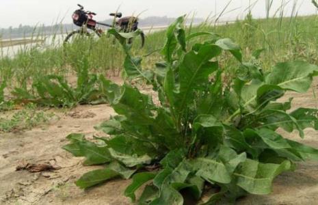 野菠菜可以晒干吗