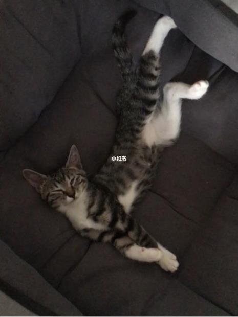狸猫和虎猫什么区别