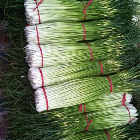 蒜苔品种