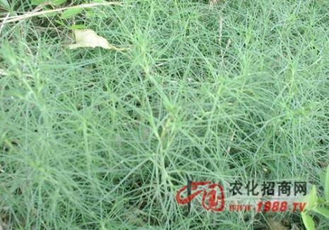 猪毛菜和猪毛蒿区别