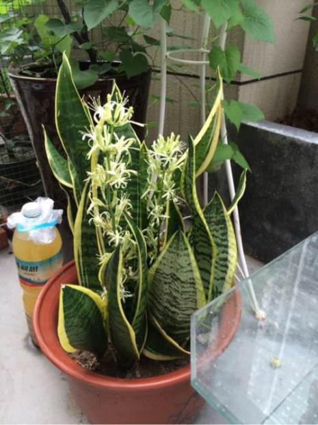 虎皮兰6月份开花了有什么寓意