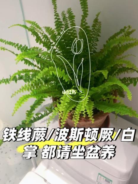 波士顿蕨和铁线蕨哪个好养