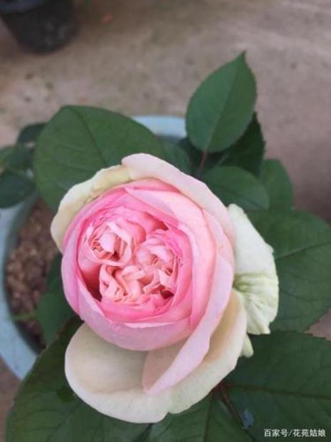 不眠芬芳月季的特点
