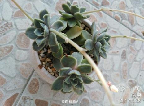 海琳娜和昂斯诺的区别
