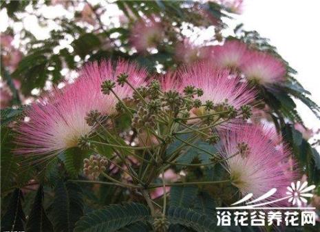 芙蓉树的寓意和象征