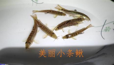 除藻能力强的鱼