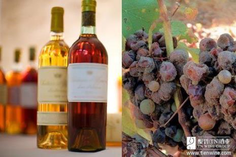 贵腐酒的采用葡萄品种