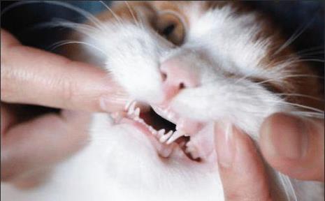 猫咪的牙齿怎么算正常