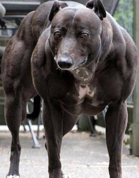 世界上最完整的名犬