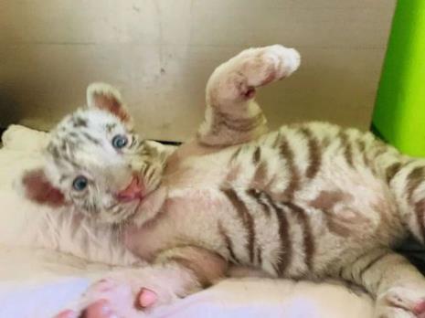 白虎猫什么品种