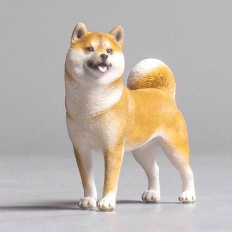 为什么柴犬的头有点小