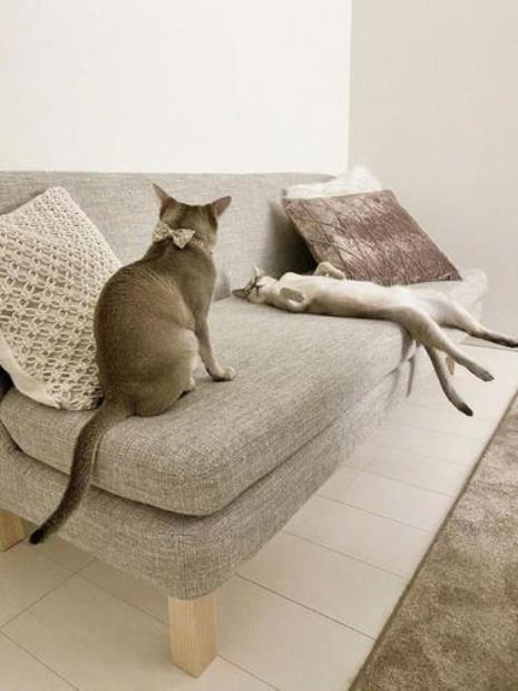 猫躺着一直摇尾巴什么意思