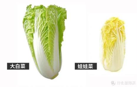 娃娃菜的简单画法