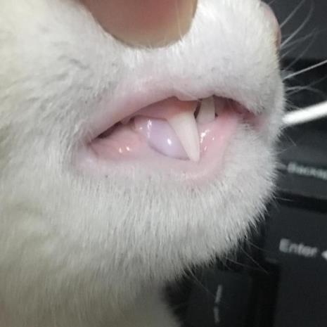 如何辨别猫的牙是否已经换了