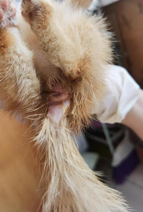 小猫有点拉稀怎么办