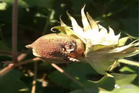 板栗树上的白色像棉花的虫子