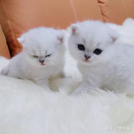 银渐层为什么有的浅有的深