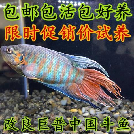 中国斗鱼北方河里可以养吗