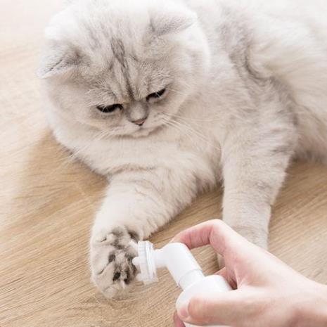 小猫多久剪一次爪子