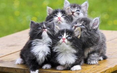 以七为开头的猫名