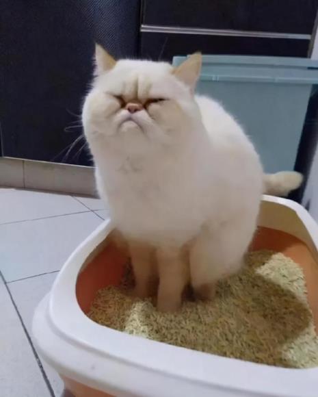 猫猫干呕是怎么回事