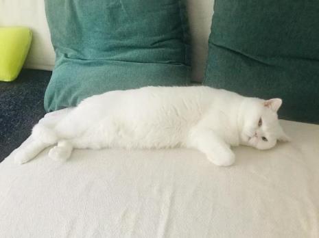 猫咪一直蹬腿不停的叫怎么回事