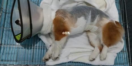 金毛母狗绝育需要满足什么条件