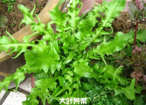 野生荠菜是怎么繁殖的