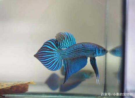 斗鱼和辣椒蟹能一起养吗