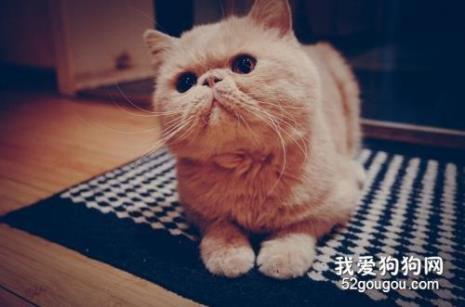 为什么加菲猫小时候丑