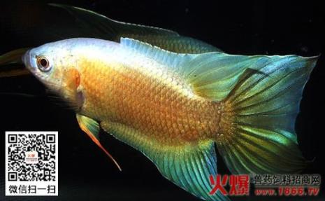 斗鱼是外来物种吗