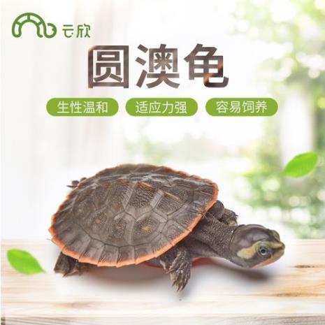 圆澳侧颈龟可以和鱼混养吗