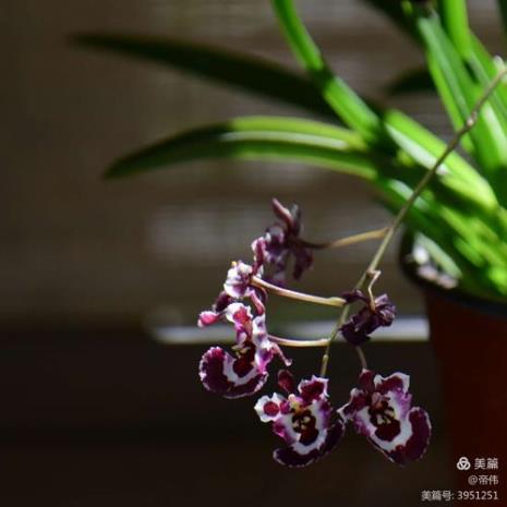 曼曼花是什么花